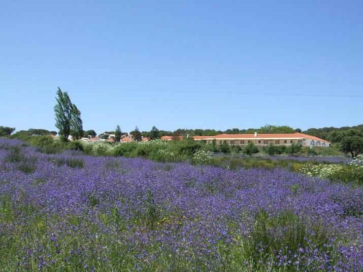 Hotel Rural Da Ameira Montemor-o-Novo Exteriör bild