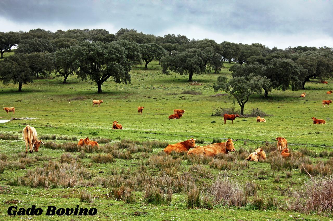 Hotel Rural Da Ameira Montemor-o-Novo Exteriör bild